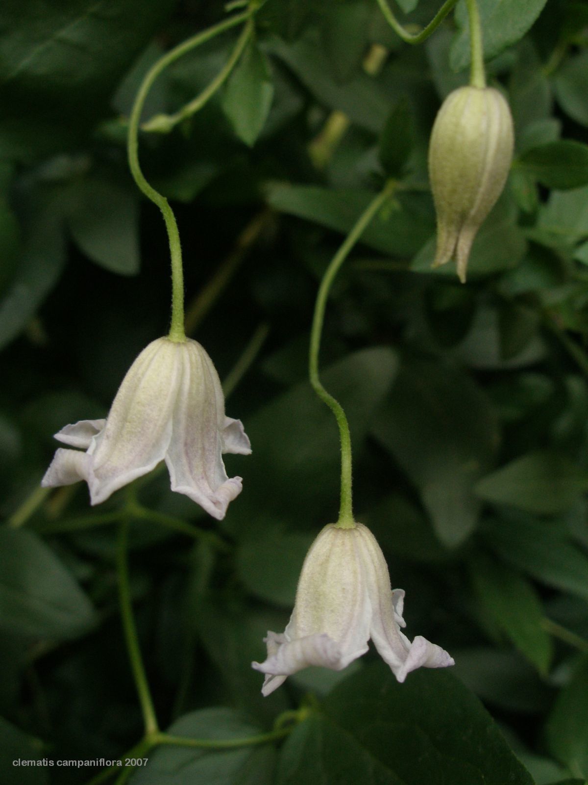 Clematis campaniflora