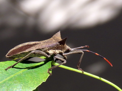 Elasmopoda valga