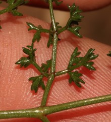 Annesorhizeae