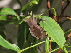 Elasmopoda valga