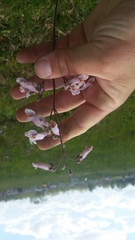 Penstemon laxiflorus