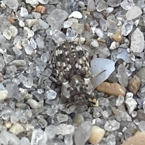Leichenum canaliculatum photo 3