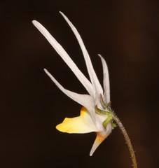Nemesia cheiranthus