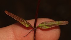 Nemesia cheiranthus