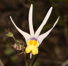 Nemesia cheiranthus