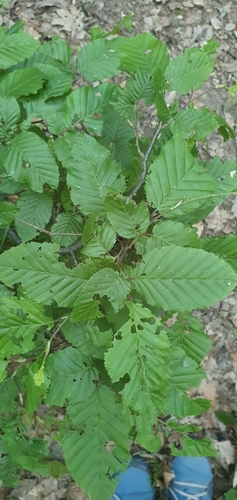 European Hornbeam