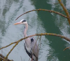 Ardea cinerea