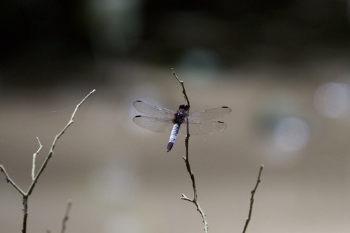 Robust Jungle-skimmer