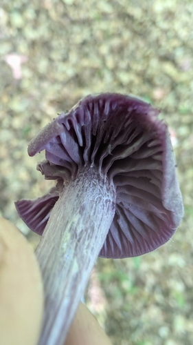 Amethyst Deceiver