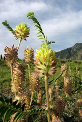 Astragalus alopecurus