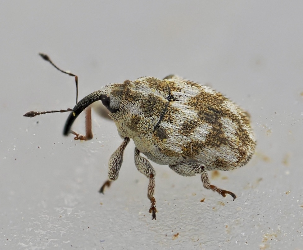 Trichosirocalus bellus