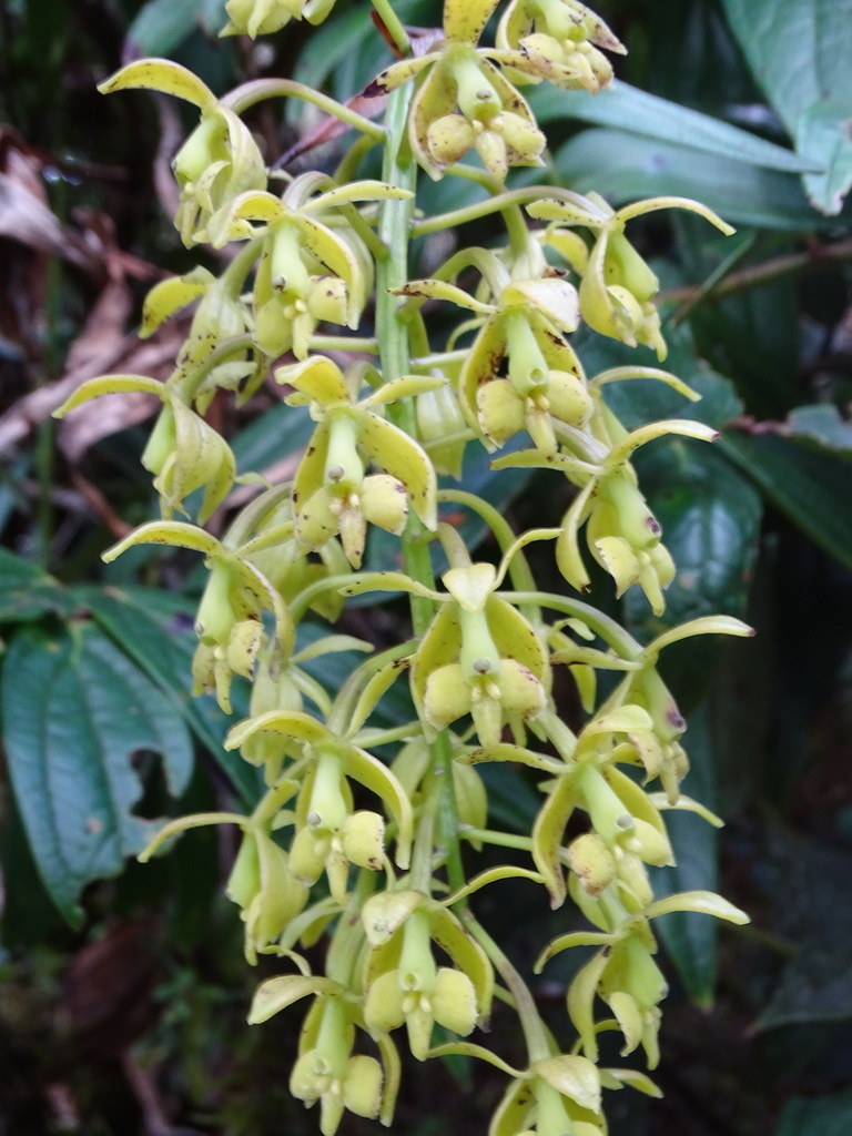 Epidendrum alpicola Rchb.f. & Warsz. 4