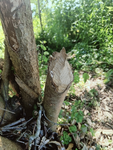 Eurasian Beaver