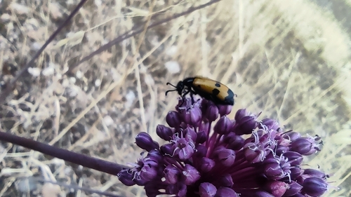 Four-spotted Blisterbeetle