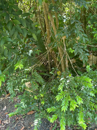 Eugenia monticola, 2026-05-13