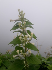 Ceropegia sahyadrica