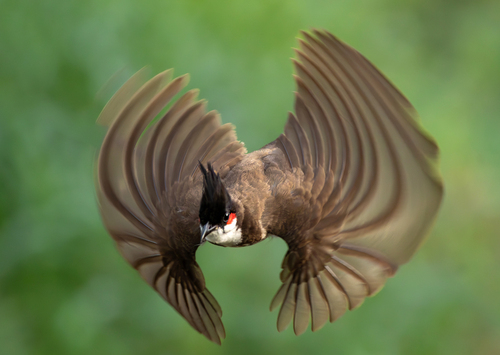 Bulbul orfeo (Pycnonotus jocosus)