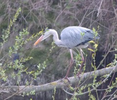 Ardea cinerea