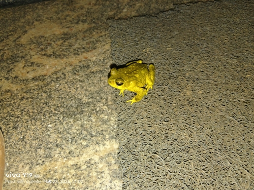 Asian Common Toad