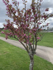 Prunus campanulata