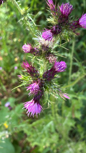 Carduus tenuiflorus iNat (3)