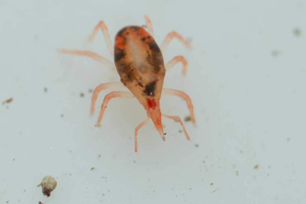 Odontoscirus simplex
