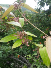 Vincetoxicum dalzellii