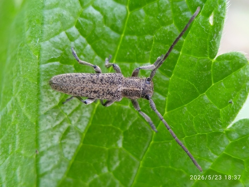 Pilemia hirsutula hirsutula