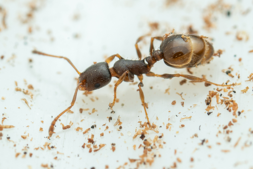 Nevada Acorn Ant