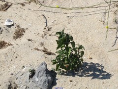 Solanum chenopodioides