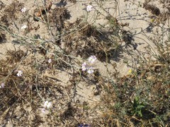 Malcolmia littorea