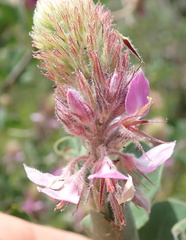 Indigofera superba