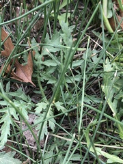 Rorippa sinuata
