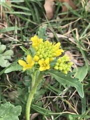 Rorippa sinuata