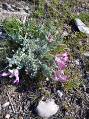 Astragalus utahensis
