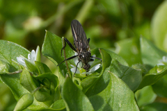 Rhamphomyia