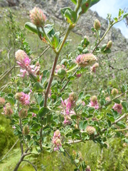 Indigofera superba