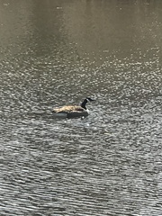 Branta canadensis