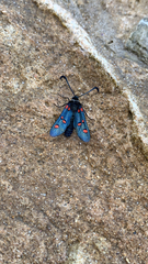 Zygaena lavandulae