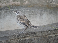 Mimus melanotis
