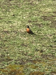 Turdus migratorius