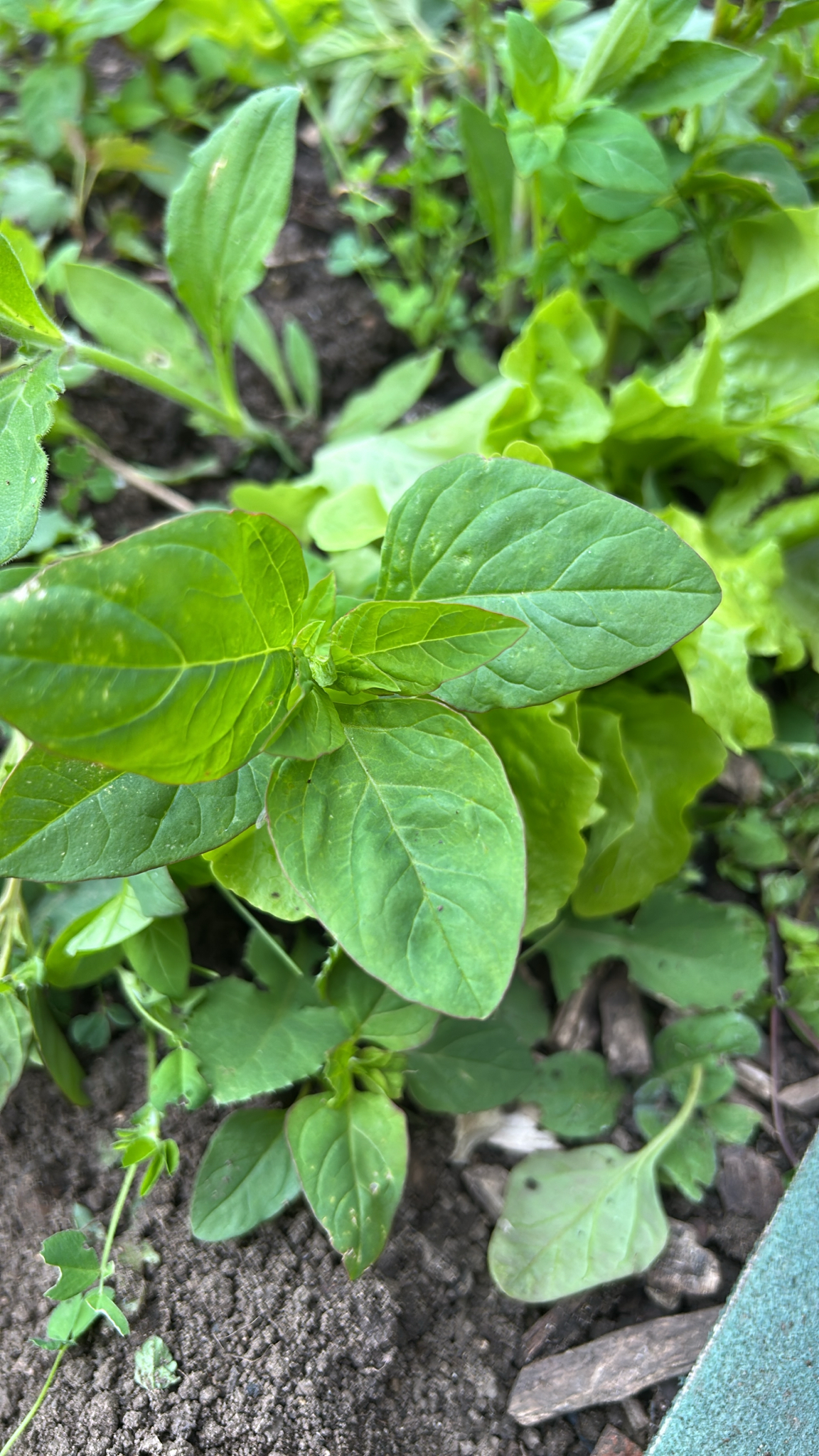 Imagem de Lipandra polysperma