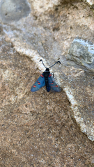 Zygaena lavandulae