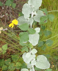 Rhynchosia caribaea