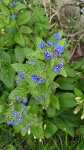 Green Alkanet