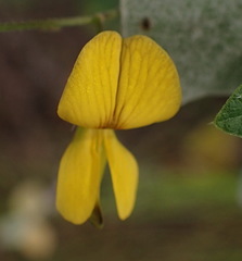 Rhynchosia caribaea