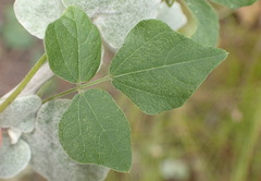 Rhynchosia caribaea