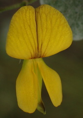 Rhynchosia caribaea