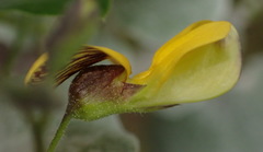 Rhynchosia caribaea