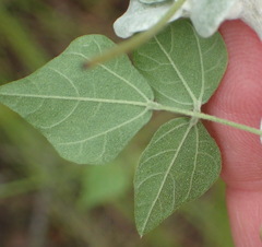 Rhynchosia caribaea